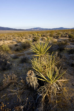 絲蘭在Joshua Tree