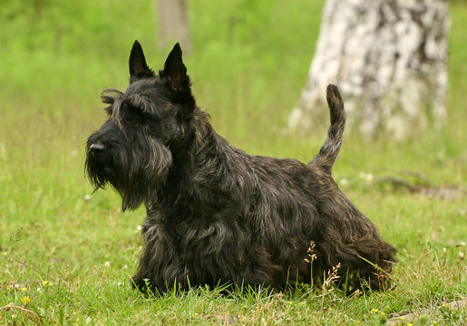 蘇格蘭梗（也被稱為仔犬）；俗稱Scottie；是一個品種的狗最出名的是其鮮明的輪廓和典型的梗犬個性。