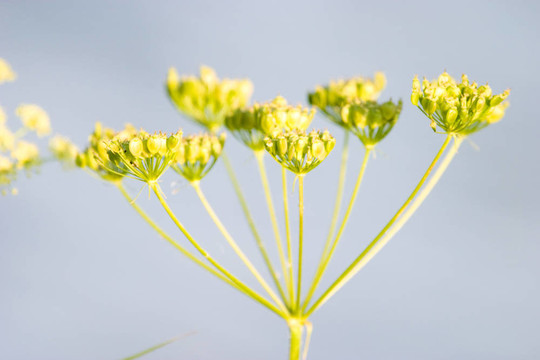 野草