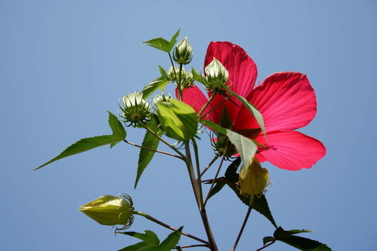木槿花