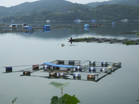 清江網(wǎng)箱養(yǎng)魚