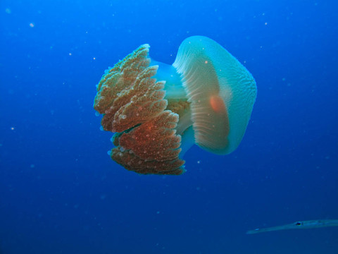 巨型水母silohouetted Ocean