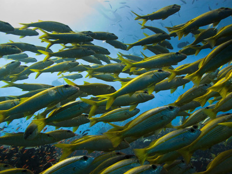 黃醫(yī)生魚經(jīng)過澳大利亞大堡礁