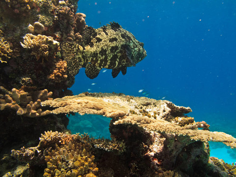 Reef藏在巨大的馬鈴薯鱈魚