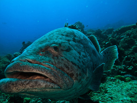 巨型土豆鱈魚(yú)游澳大利亞大堡礁