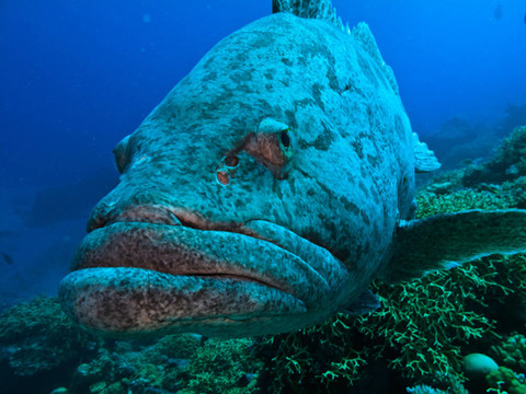 大堡礁澳大利亞巨型土豆鱈魚