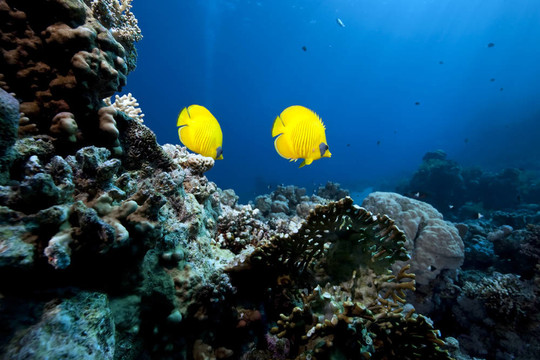 蝴蝶魚和海洋
