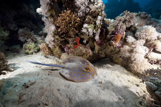 珊瑚和魚(yú)