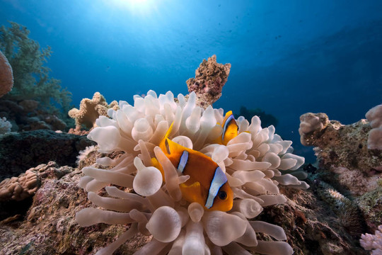 海葵和小丑魚