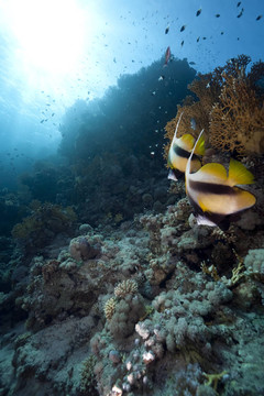 海洋和魚