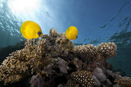 蝴蝶魚和海洋