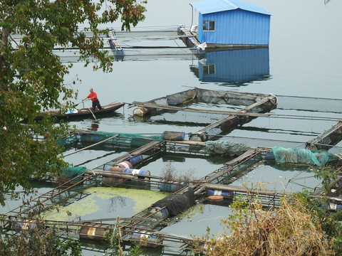清江網(wǎng)箱養(yǎng)魚