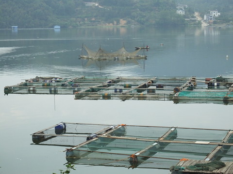 清江網(wǎng)箱養(yǎng)魚