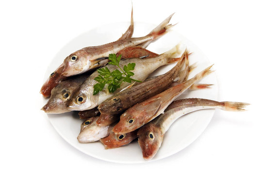 魚