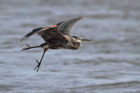大藍鷺（Ardea herodias）