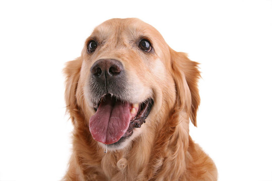 獵犬的鼻子