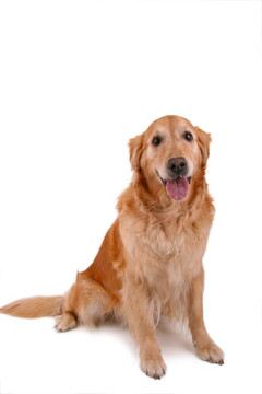 坐在獵犬