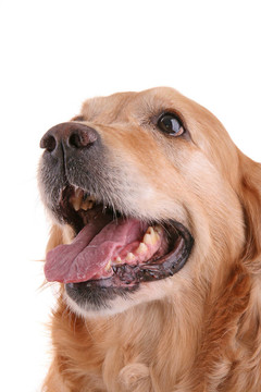 獵犬的臉