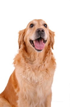 金毛獵犬