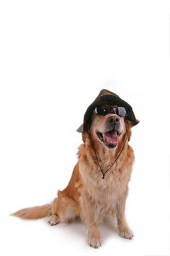 獵犬的偽裝