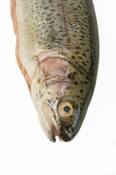 虹鱒魚