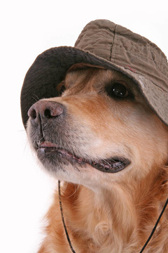 帽子臉獵犬