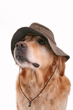 嚴重的獵犬