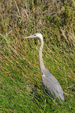 大藍鷺（Ardea herodias）在沼澤地；佛羅里達州