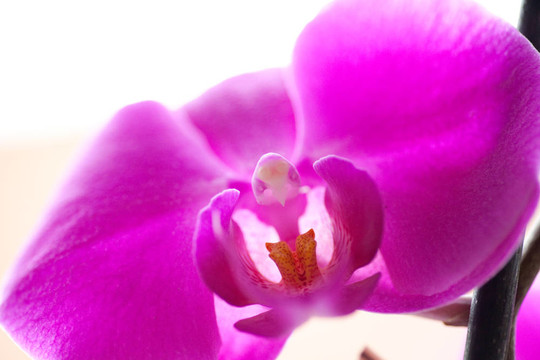 蘭花