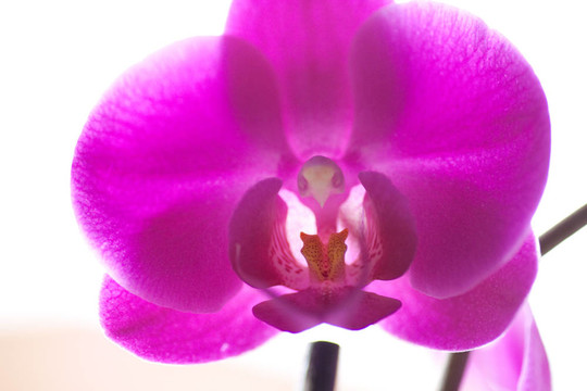Orchidee
