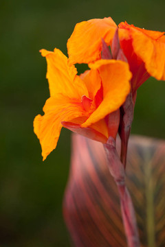 輻射Canna Lily