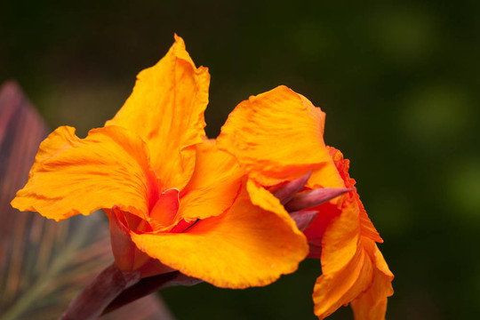 輻射Canna Lily