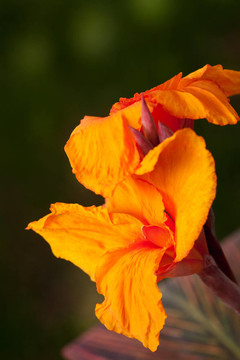 輻射Canna Lily