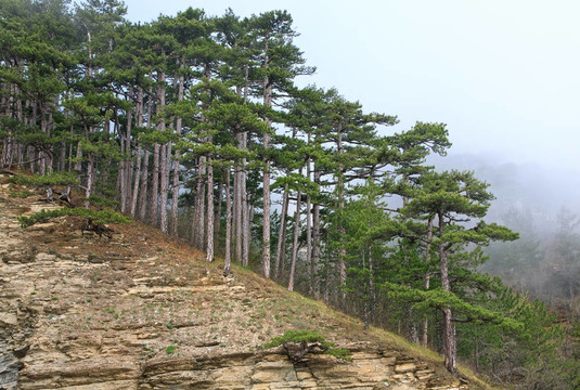 山上夏季霧松林