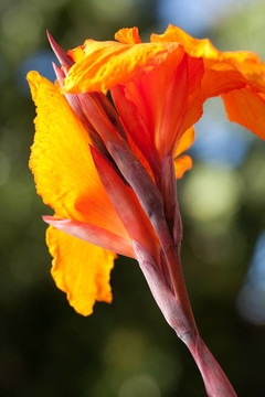 輻射Canna Lily