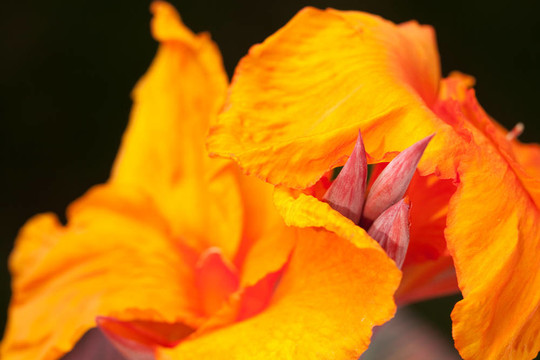 輻射Canna Lily