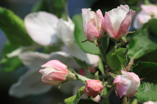 蘋果花