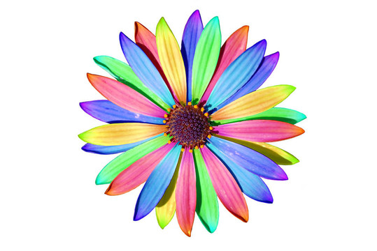 白色非洲菊花