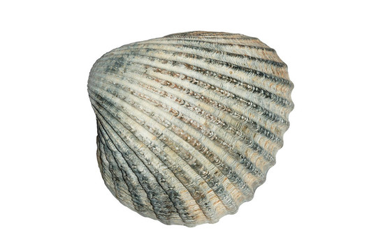 常見的海扇殼（Cerastoderma Edule）