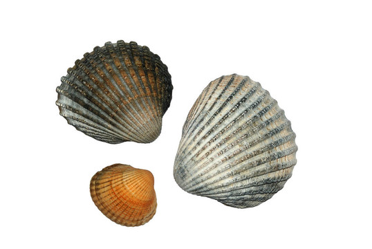 常見的海扇殼（Cerastoderma Edule）