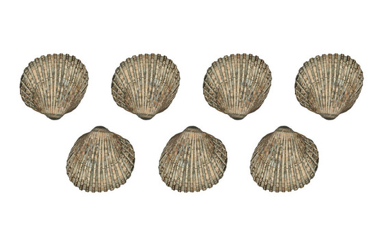 七貝殼（Cerastoderma Edule）