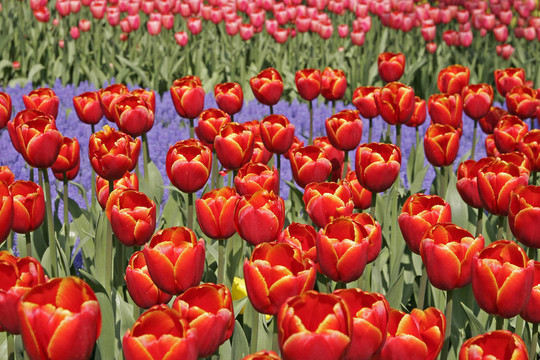 Tulipa Tanca Ciller；郁金香
