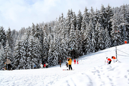 滑雪和高山森林