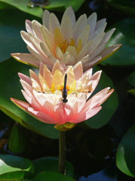 蜻蜓和睡蓮2