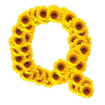 字母的花