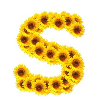 字母的花