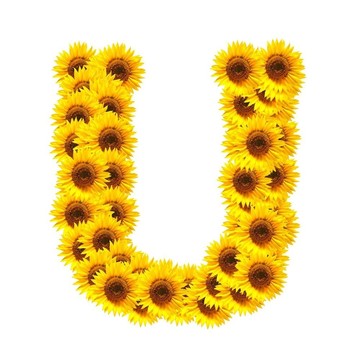 字母的花