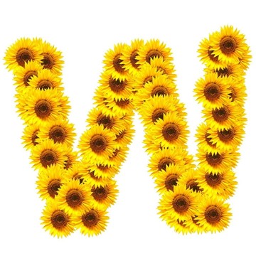 字母的花