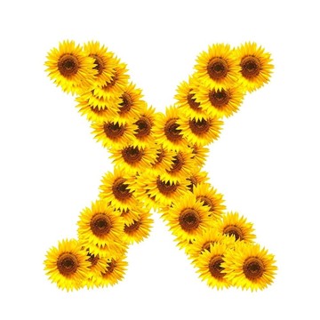 字母的花