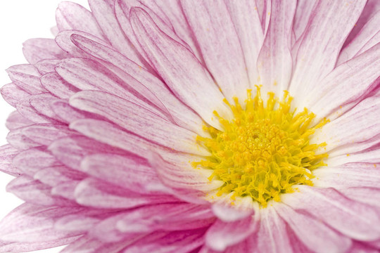 金菊花或菊花近白